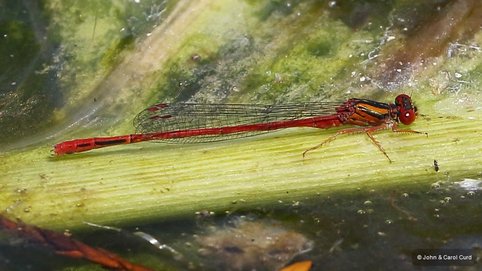 J17_4815 Xanthocnemis zealandica male.JPG